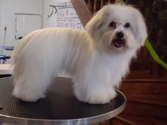 Easy - La mascotte du salon