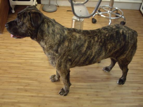 Bugsy