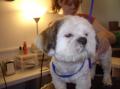 Filou